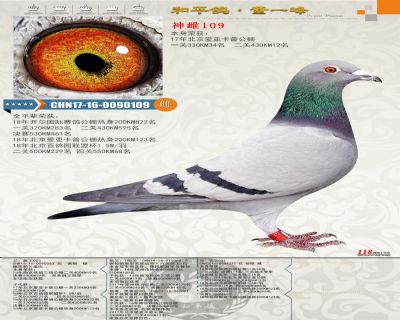 《33神鸽》PC版体验：战力飙升，你准备好了吗？