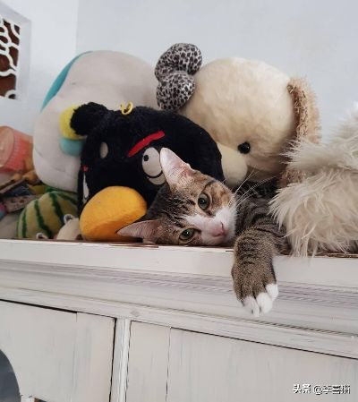 铲屎官必备！治愈养猫攻略，告别烦恼