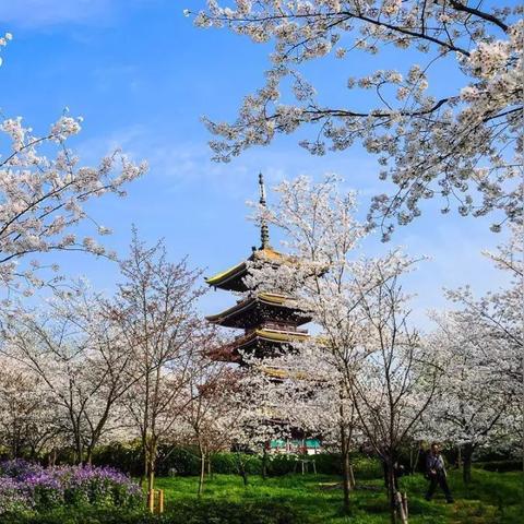 日式RPG精髓揭秘：樱都学园评测大揭秘