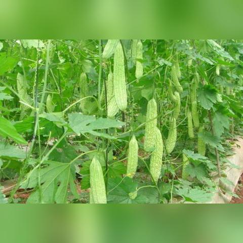 十万个冷笑话手游评测：32个笑点，告别无聊！