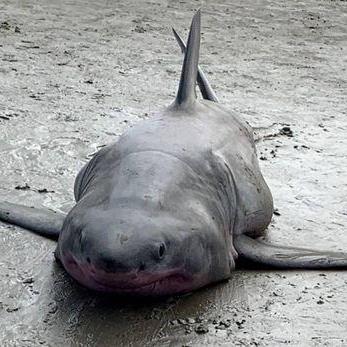 《死亡搁浅》评测：极致视听盛宴+实况步行模拟