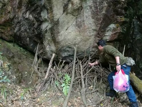 探寻神秘小径，揭秘瓶中核桃宝藏！