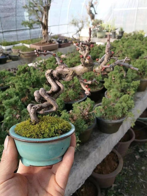 夏沃蕾无站场阵容搭配技巧