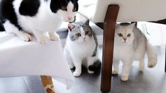 燕云十六声清河七伐坡猫戏地址揭秘