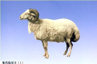 燕云十六声脂尾羊高效采集路线规划