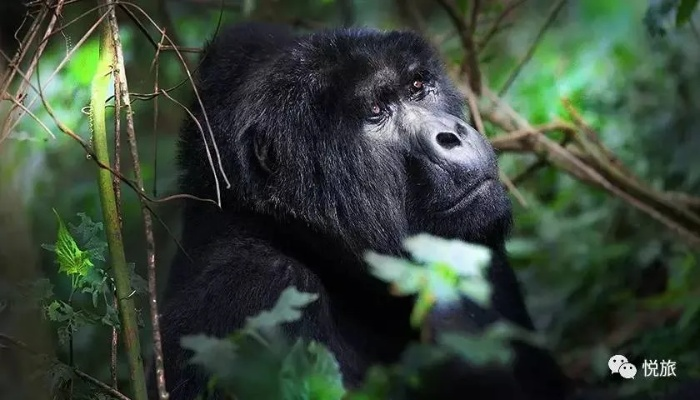 揭秘迷城陆区大猩猩:独家解锁攻略,探秘神秘猩猩世界! 揭秘迷城陆区大猩猩:独家解锁攻略,探秘神秘猩猩世界!