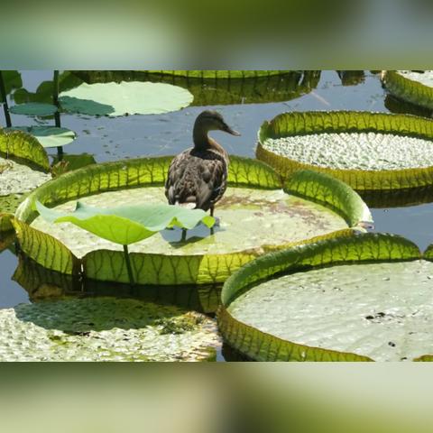 流放之路2亚马逊电矛BD攻略 电矛流派优化秘籍