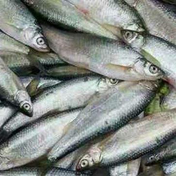 崩溃大陆2鱼饵材料获取攻略