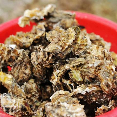 赶海物最佳出现时间揭秘