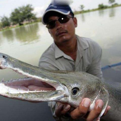 开放空间五级钓鱼收获指南，图鉴大全