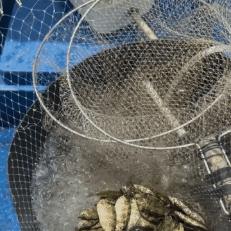 开放空间五级钓鱼收获指南，图鉴大全