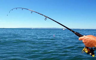 开放空间四级钓鱼收获指南，钓鱼图鉴大全