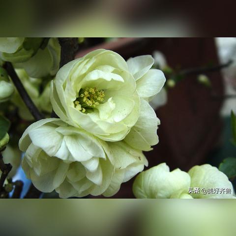 《银与绯：揭秘这款独特游戏类型！》