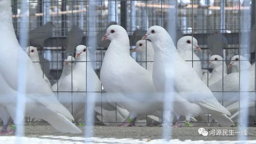 《幻想生活i》新体验：肉鸽开放世界免费开放！