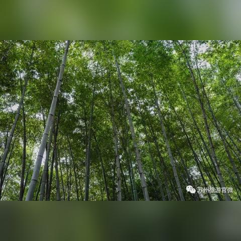 奇蛋生物主岛布局攻略：探索隐藏宝藏的秘境布局