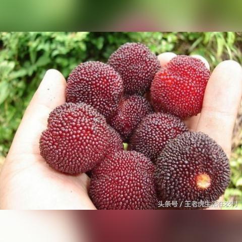 新三国志曹操传水源污染关攻略：轻松解决污染难题