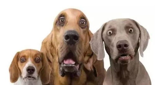 《帕鲁八云犬抓捕攻略：揭秘抓取技巧与价值》