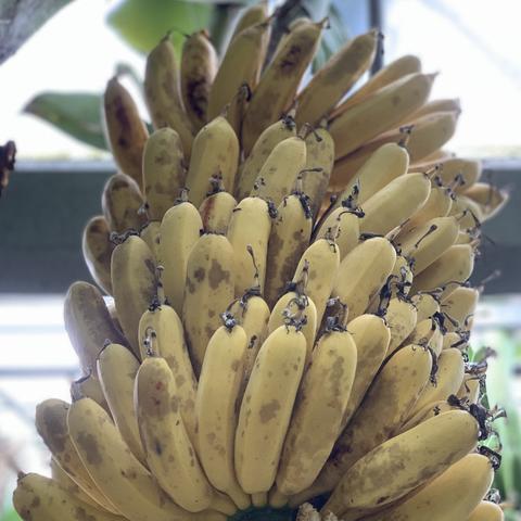 揭秘！刚蕉口感巅峰，爽到无法言喻！