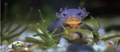 米姆米姆哈燃尾虎孵化技巧大揭秘! 米姆米姆哈燃尾虎孵化技巧大揭秘!