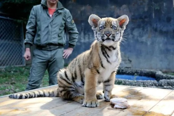 米姆米姆哈老虎孵化技巧大揭秘! 米姆米姆哈老虎孵化技巧大揭秘!