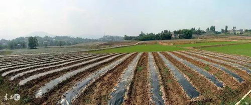 《泡泡先锋农田攻略：高效开垦技巧揭秘》