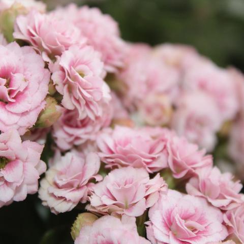 《生存边缘3生存技巧大揭秘！》