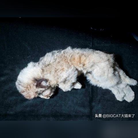 《热门永久死亡游戏盘点：人气巅峰之作推荐》