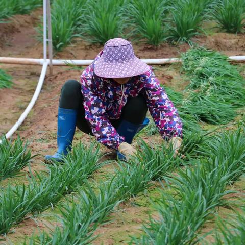 十大热门耐玩时间管理游戏盘点：最佳选择推荐！