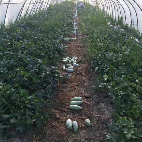 十大热门耐玩时间管理游戏盘点：最佳选择推荐！