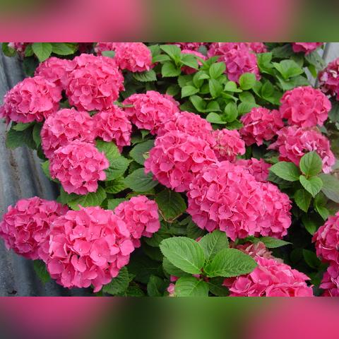 元梦之星绣球滚滚攻略：轻松上手，畅玩地图秘籍