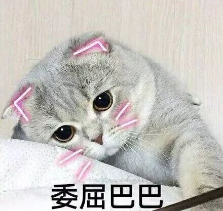 桃源深处猫咪的秘密喜好大揭秘