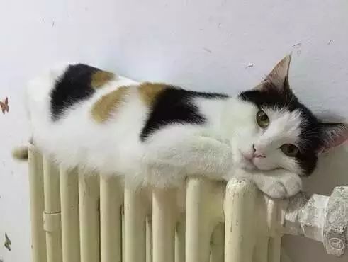 《热力猫游大盘点：盘点最新热门猫游戏排行》