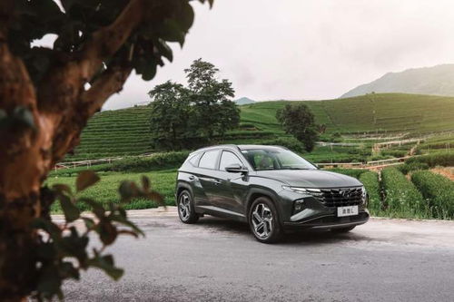 桃源深处五日悟证之旅揭秘