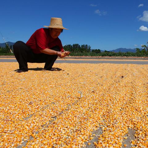 疫病爆发模拟游戏盘点：热门排行，哪款最受欢迎？