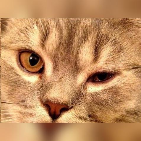 《玩转文字宠物医院：攻略揭秘，轻松通关！》