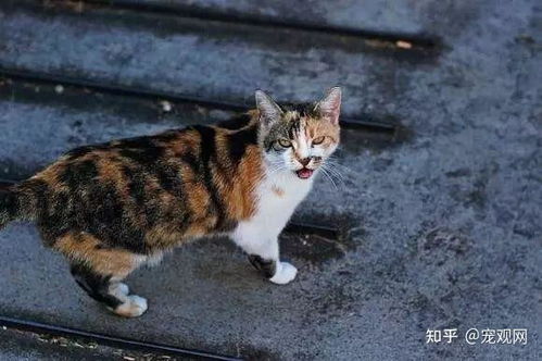 《喵克斯猫咪获取攻略：独家揭秘获取方法》