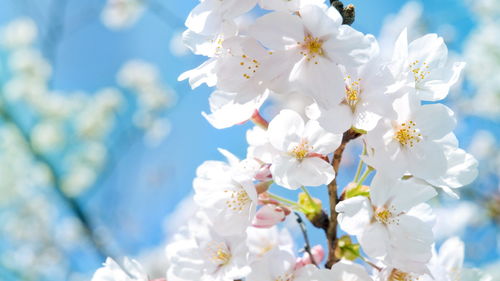 《光遇花憩节樱花双马尾获取攻略》