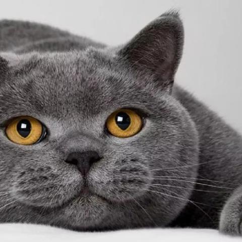 《闪亮之名技能解析：揭秘实战中的强大作用》