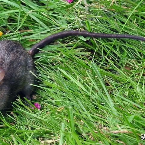 航海游戏盘点：十大热门必玩排行榜揭晓