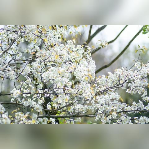 解忧村梨花木快速获取攻略，独家技巧大揭秘