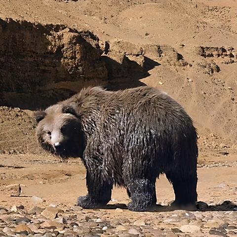 哈利波特觉醒致命狩猎80层通关秘籍！🔮速破攻略揭秘