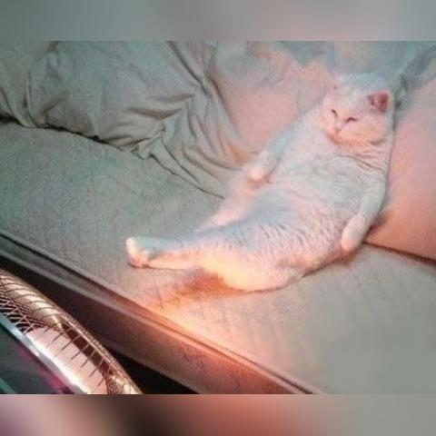 猫咪游戏盘点：热门下载量高的猫游戏推荐