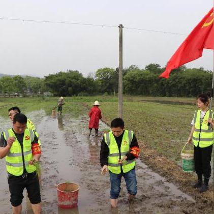 解忧村水田建设攻略：高效种植技巧大揭秘