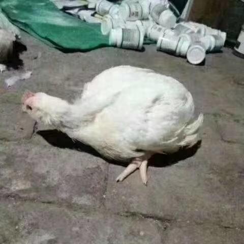 《解忧小村落养鸡攻略：高效赚钱技巧揭秘》