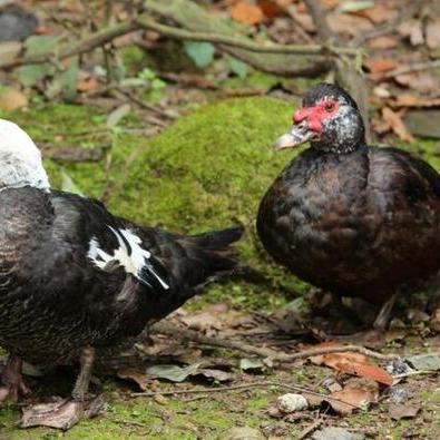 《鹅鸭杀沙地破坏任务地点全揭秘》