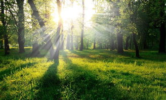 《解忧小村落种树攻略：轻松上手，绿意盎然》