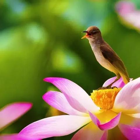 《热门选择取向游戏盘点：这些游戏让你自由选择人生》