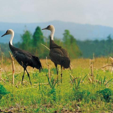 太空鹅鸭杀观鸟者玩法攻略：轻松掌握制胜技巧