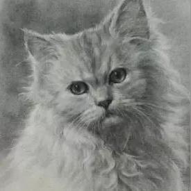 猫咪公寓2撸猫秘籍：天赋解锁攻略全解析