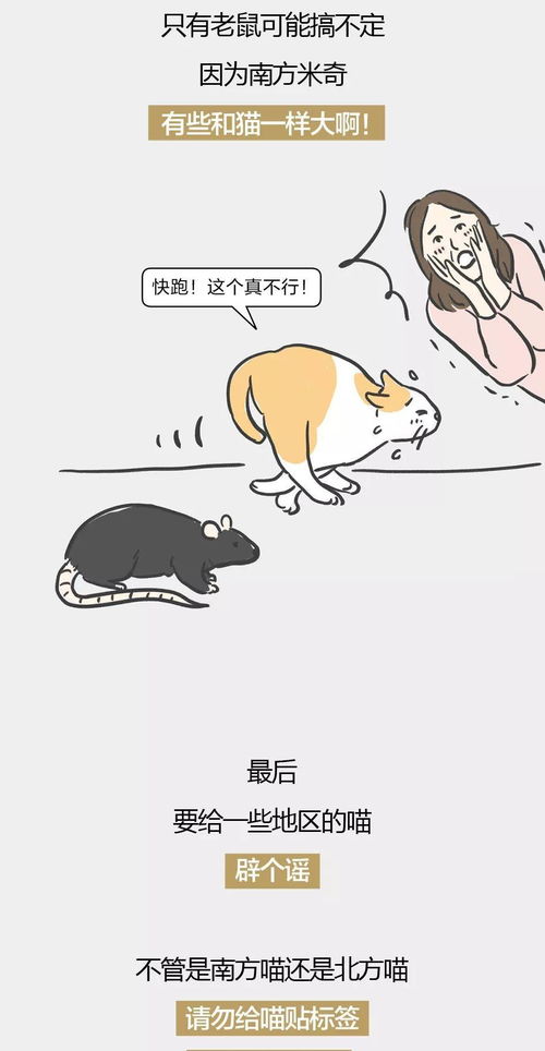 猫咪公寓2喵小厨餐厅攻略：独家后山食材秘籍大公开